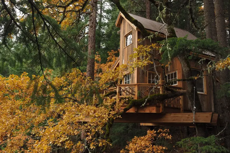The treehouse framed by golden oak leaves in late autumn, its wraparound deck cantilevered into the canopy